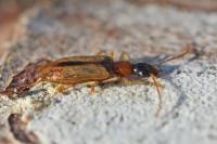 Demetrias atricapillus