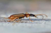 Demetrias atricapillus