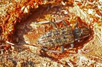 Rhagium inquisitor