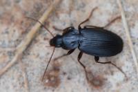 Platyderus depressus