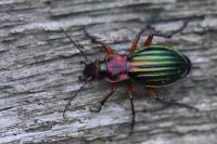 Carabus auronitens