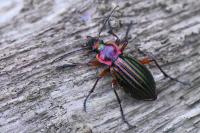Carabus auronitens