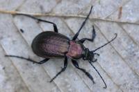 Carabus arvensis