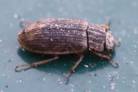 Helophorus