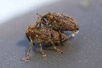 Ceutorhynchus pallidactylus