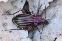 Carabus auronitens