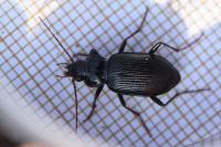 Nebria salina