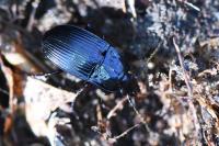 Abax ovalis