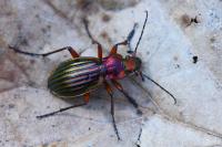 Carabus auronitens