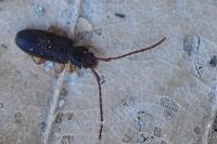 Uleiota planatus