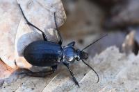 Carabus arvensis