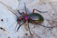 Carabus auronitens