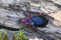 Carabus auronitens