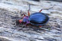 Carabus auronitens