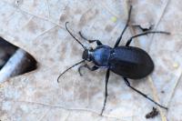 Carabus arvensis