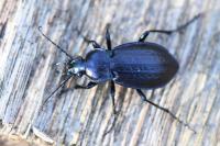 Carabus arvensis