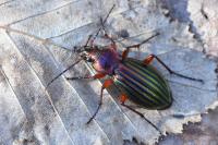 Carabus auronitens