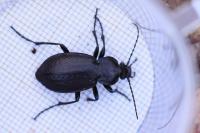 Carabus arvensis