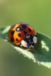 Harmonia axyridis