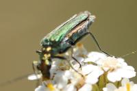 Oedemera nobilis