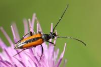 Stenurella melanura