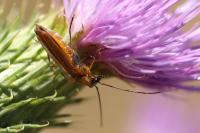 Oedemera podagrariae