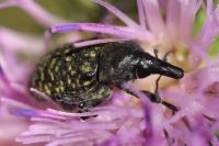 Larinus turbinatus