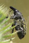 Larinus turbinatus