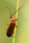 Rhagonycha fulva