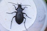 Carabus arvensis