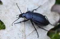 Carabus arvensis