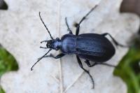 Carabus arvensis