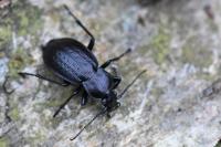 Carabus arvensis