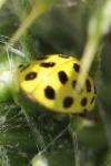 Psyllobora vigintiduopunctata