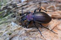 Carabus arvensis