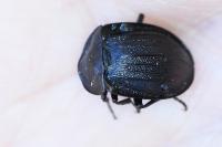 Phosphuga atrata