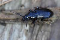 Pterostichus oblongopunctatus