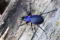 Carabus problematicus