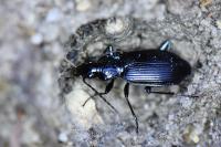 Platynus assimilis