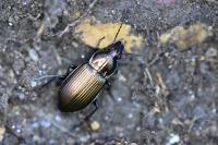 Poecilus cupreus