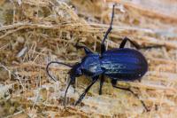 Carabus arvensis
