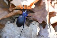 Carabus problematicus