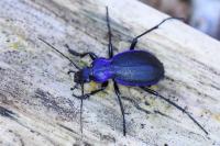 Carabus problematicus