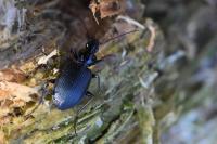 Platynus assimilis