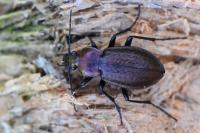 Carabus arvensis