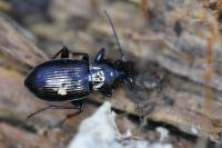 Pterostichus oblongopunctatus