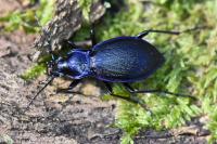 Carabus problematicus