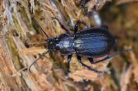 Carabus arvensis