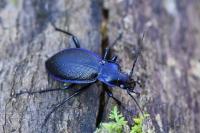 Carabus problematicus