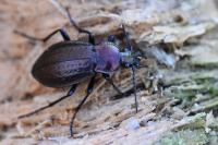 Carabus arvensis